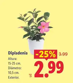 Lidl Dipladenia oferta