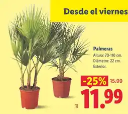 Lidl Palmeras oferta