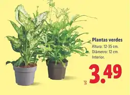 Lidl Plantas verdes oferta