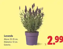 Lidl Lavanda oferta