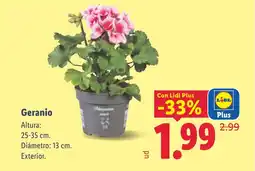 Lidl Geranio oferta
