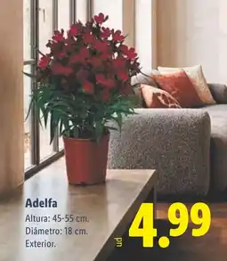Lidl Adelfa oferta