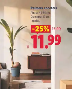 Lidl Palmera cocotera oferta