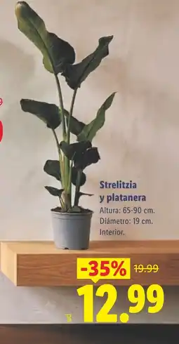 Lidl Strelitzia y platanera oferta