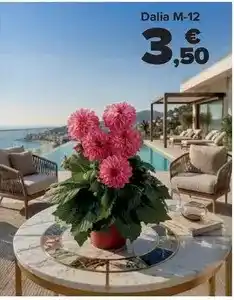 Carrefour Dalia m-12 oferta