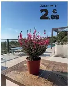 Carrefour Gaura m-11 oferta