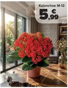 Carrefour Kalanchoe m-12 oferta