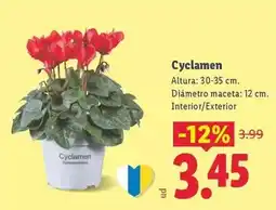 Lidl Cyclamen oferta