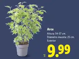 Lidl Arce oferta