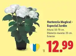 Lidl Hortensia magical - especial jardín oferta