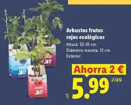 Lidl Joe - arbustos frutos rojos ecologicos oferta