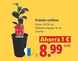 Lidl Frutales exóticos oferta