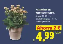Lidl Kalanchoe en maceta terracota oferta