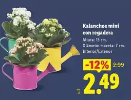 Lidl Kalanchoe mini con regadera oferta