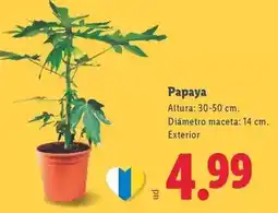 Lidl Papaya oferta