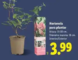 Lidl Hortensia para plantar oferta