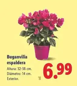 Lidl Kalanchoe oferta