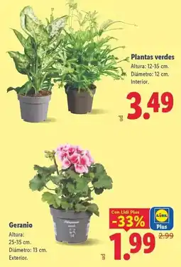Lidl Dipladenia oferta