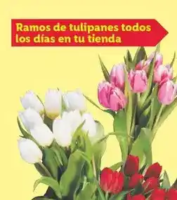 Lidl Clavel pink kisses oferta