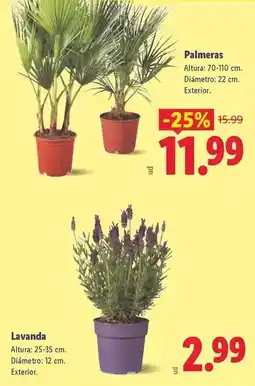 Lidl Aromatica oferta