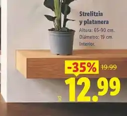 Lidl Gerbera oferta