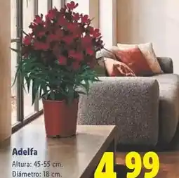 Lidl Planta verde oferta