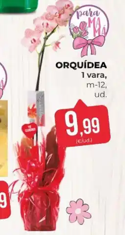 SPAR Orquídea oferta