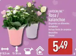 ALDI GARDENLINE Rosa/ Kalanchoe oferta