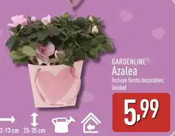 ALDI GARDENLINE Azalea oferta