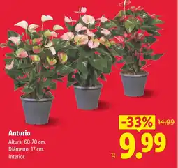 Lidl Anturio oferta