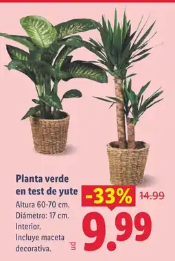 Lidl Planta verde en test de yute oferta
