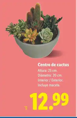 Lidl Centro de cactus oferta