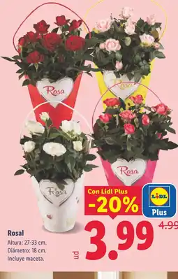 Lidl Rosal oferta