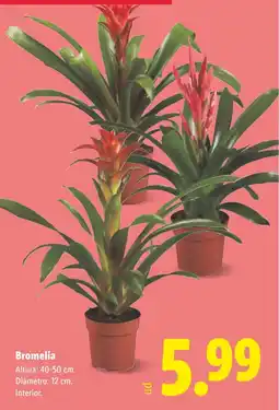 Lidl Bromelia oferta