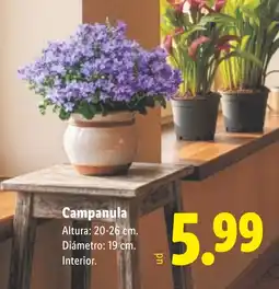 Lidl Campanula oferta