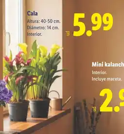 Lidl Cala oferta