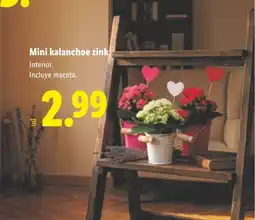 Lidl Mini kalanchoe zink oferta