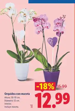 Lidl Orquídea con maceta oferta