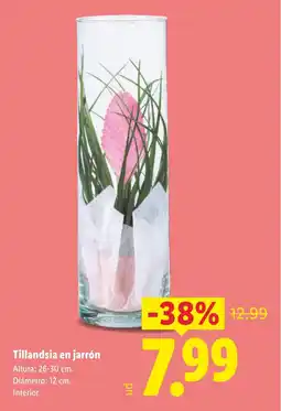 Lidl Tillandsia en jarrón oferta