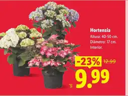 Lidl Hortensia oferta