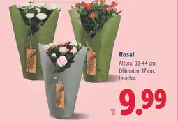 Lidl Rosal oferta