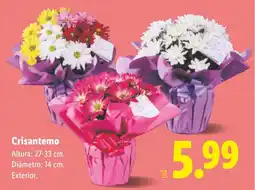 Lidl Crisantemo oferta