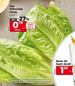 Dia Cor d'Enciam Llarg oferta