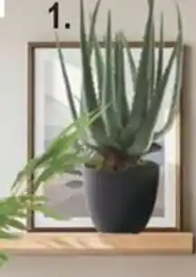 BigMat Aloe vera Artificial oferta