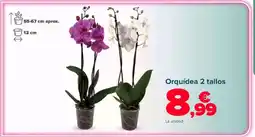 Carrefour Orquídea 2 tallos oferta