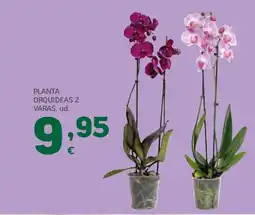 HiperDino Planta orquideas oferta