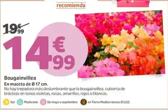 Bougainvillea En maceta de 0.17 cm