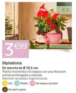 Jardiland Dipladenia oferta