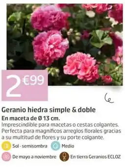 Jardiland Geranio hiedra simple & doble oferta