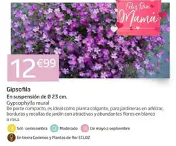 Jardiland Gipsofila oferta